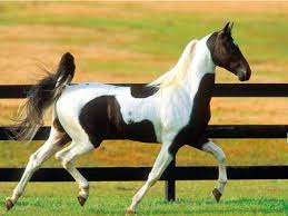 images (8)