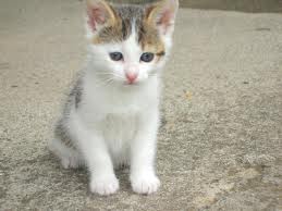 images (12)
