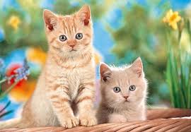 images (14)