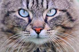 images (16)