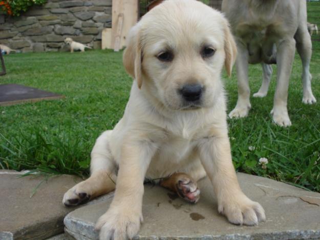labradorsky-retriever
